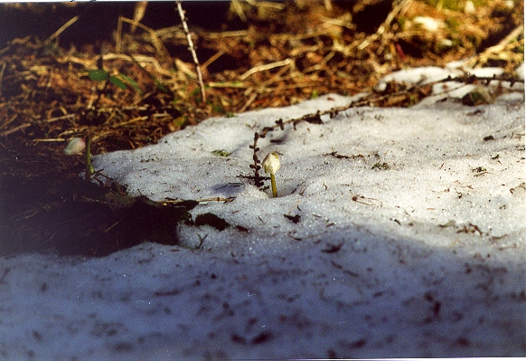 Schneerosen